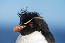 Close Up Of Rockhopper Penguin