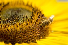 Western Honey Bee (Apis Mellifera) Perched On A Sunflower (Helianthus Annuus), Detailed View Of The Blossom, Stuttgart, Baden-Wuerttemberg, Germany, Europe