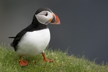 Close Up Of Puffin Perching On Grass