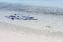 Bluefin Trevally (Caranx Melampygus) Chasing A Blacktip Reef Shark (Carcharhinus Melanopterus), Kurendhoo Island, Lhaviyani Atoll, Maldives, Asia