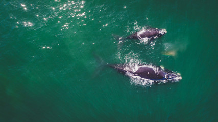 aerial view over a southern right whale and her calf along the overberg coast close to hermanus in s