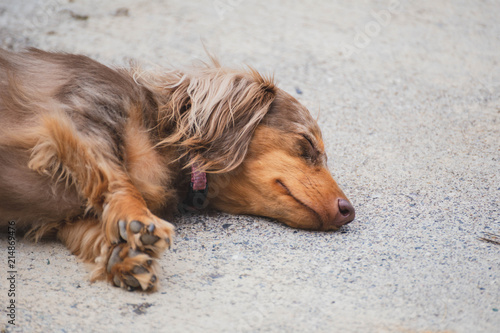 Sleeping Dapple Doxie Or Dapple Dachshund Buy This Stock Photo
