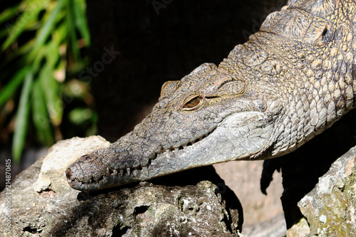 Fotografie, Obraz Crocodile resting on a rock near the river shore