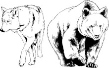 Set Of Vector Drawings On The Theme Of Predators Are Drawn By Hand With Ink