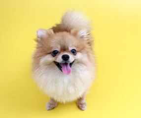 Wall Mural - Pomeranian dog with yellow backdrop.