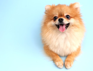 Pomeranian dog with blue backdrop.