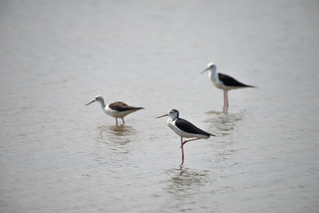 Wall Mural - Black-winged stilt breeding habitat of all these stilts is marshes, shallow lakes and ponds. 