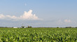 Field of soybeans growing with a small farm in the background. Concepts of family farm, agriculture, tariffs and trade war