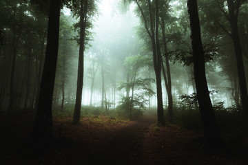 Fototapete - Fantasy trail in foggy forest. Strange light in the background hrough the trees