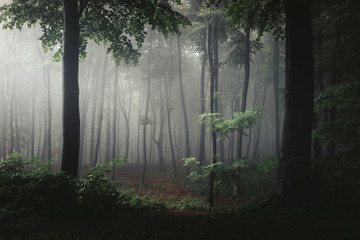 Fototapete - Tree in light in foggy forest. Darkness around it. Trail in light