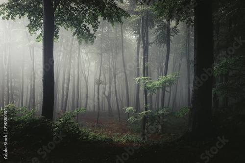 Tree in light in foggy fore...