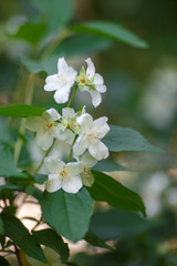 Canvas Print - blossoming white cherry blossoms