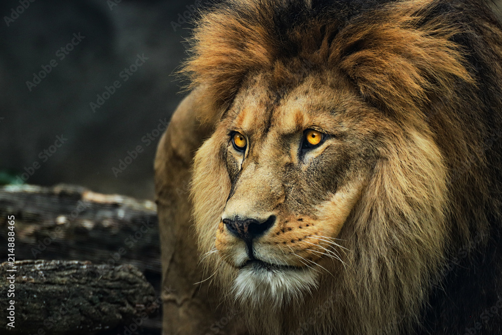 Portrait of a lion from a profile - obrazy, fototapety, plakaty 