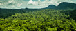 Jungle. Danum Valley, Borneo, Indonesia. 20 september 2014