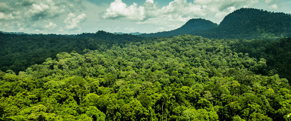 Plakat indonezja dżungla drzewa