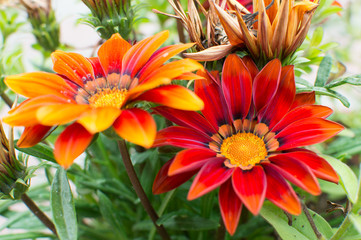 bright summer flowers in the garden