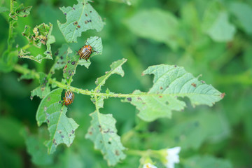 pest in the garden on potatoes