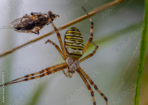 Plakat Osy pająk z muchą złowioną w pajęczynie
