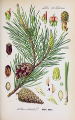 Illustration of plant