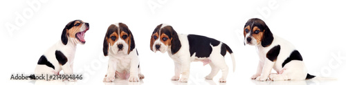 Fotomural Four beautiful beagle puppies