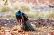 ndian peafowl - peacock- in Ranthambore National Park in India 