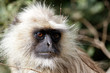 Portrait of a Hoelman Monkey in Rhantambore National Park in India