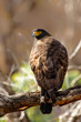 Crested serpent eagle in a tree in Ranthambore National Park in India