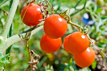 Wall Mural - A branch of ripe red and juicy cherry tomatoes in the garden