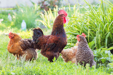Cock And Chickens In The Background Of Greenery In The Garden Of The Farm_