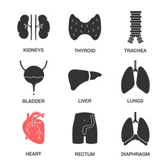 Human internal organs glyph icons set