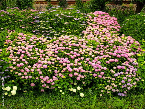 放水路土手の紫陽花咲く風景 Stock Photo Adobe Stock 放水路土手の紫陽花咲く風景 Stock Photo Adobe Stock