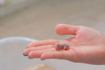 Sticker - Newborn little blind mouse in woman's hand. Close-up woman's hand.