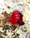 Red sea anemone in the sea