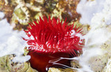 Red sea anemone in the sea