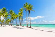 Coconut Palm Trees On White Sandy Beach