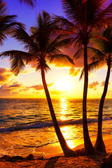 Wall Mural - Coconut palm trees against colorful sunset