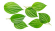 Green betel piper leaf on a white background.