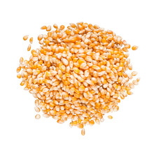Yellow Grain Corn On White Background