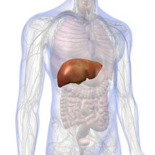 Male Internal Anatomy Of Chest And Abdomen With Liver Highlighted