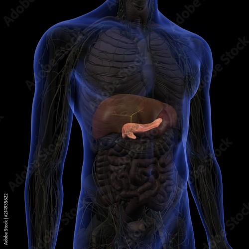 Pancreas And Liver Highlighted In Male Abdominal Anatomy Buy This Stock Illustration And Explore Similar Illustrations At Adobe Stock Adobe Stock