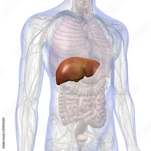 Male Internal Anatomy Of Chest And Abdomen With Liver Highlighted Stock Illustration Adobe Stock