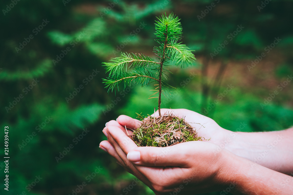 Female hand holding sprout wilde pine tree in nature green forest. Earth Day save environment concept. Growing seedling forester planting - obrazy, fototapety, plakaty 