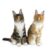 Fototapeta Koty - Two playing Maine Coon cat kittens sitting up, one  with one paw in air, both looking straight in camera isolated on white background