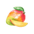 Hand drawn watercolor mango composition isolated on white background. Fruit delicious illustration.