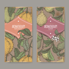 Wall Mural - Two labels with Citrus bergamia aka bergamot and Psidium guajava aka guava branch color sketch on vintage background.