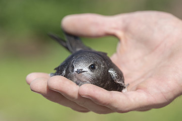 The man's hand holds the swifts found in order to let go. Newborn swift in human arms on a sunny summer day. Care of a small bird that fell out of the nest