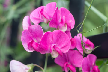 Sticker - sweet pea, lathyrus odoratus pink flowers macro