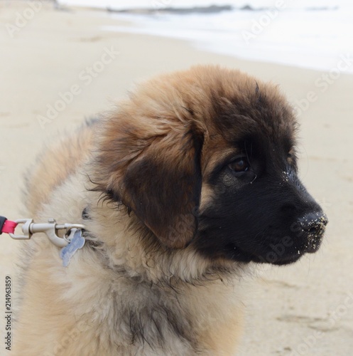 Plakat Śliczny szczeniak na piasku na plaży