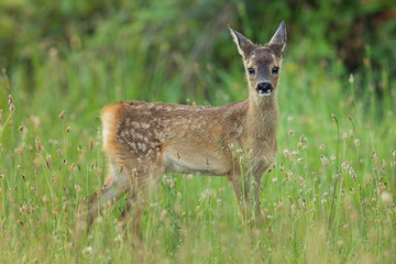 Wall Mural - little fawn of deer in a field