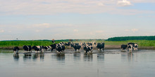 Biebrza Natural Park  - Cows Crossing River In Small Willage Brzostow 